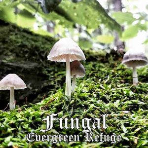 Evergreen Refuge - Fungal