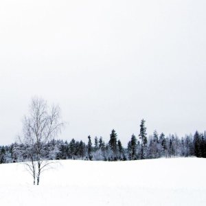 Trauma Field - First Day of Winter