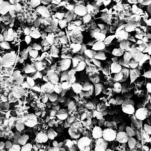 Striborg - Rubus Fruticosus Entanglement