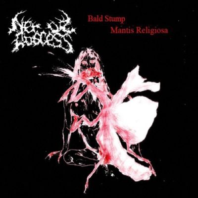 Nerve Abscess - Bald Stump Mantis Religiosa