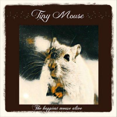 Tiny Mouse - The happiest mouse alive
