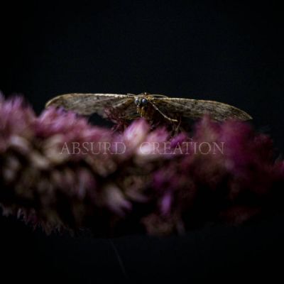 Absurd Creation - Demo EP