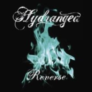 Hydrangea - Reverse