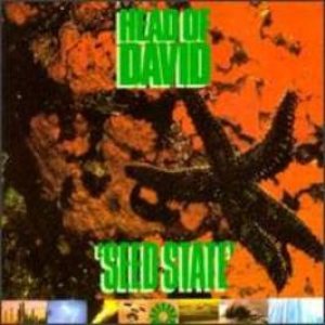 Head of David - Seed State