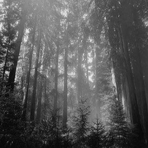 Belphegoth - Misty Deep Woods Reh Take