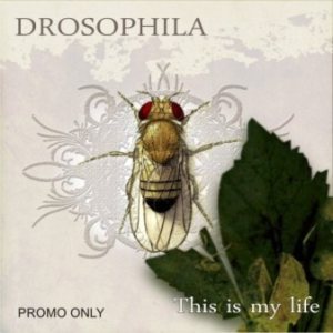 Drosophila - Promo 2010