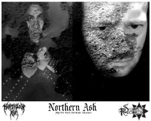 Northern Ash