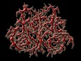 Horde Casket logo